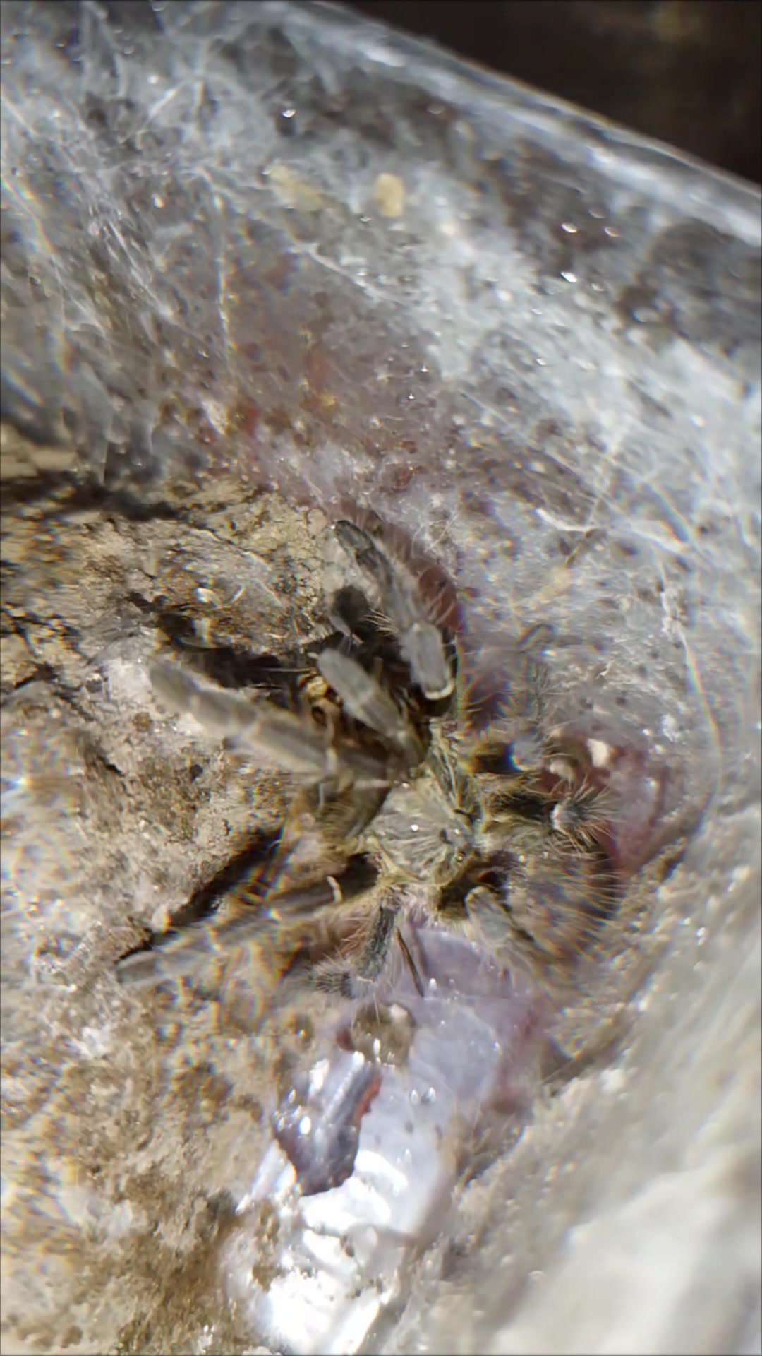 @Mycrazy🤪 animal💚🕷️ world🌏