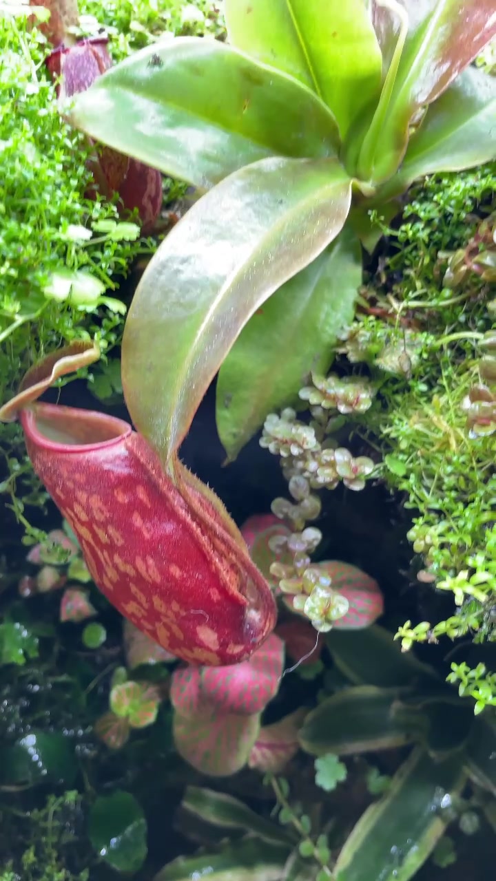 @X_vision_aquascape
