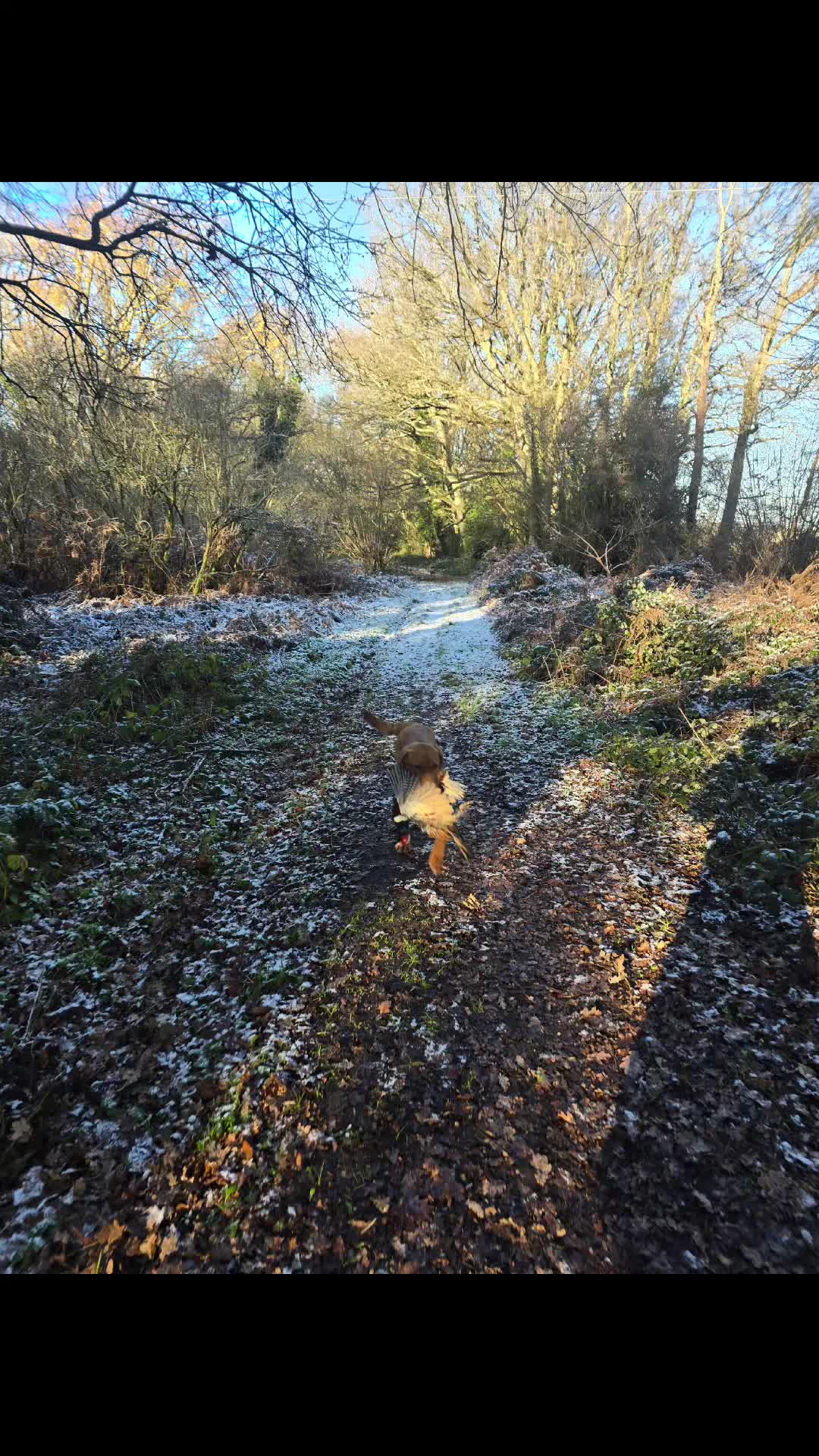 @MillHillGundogs