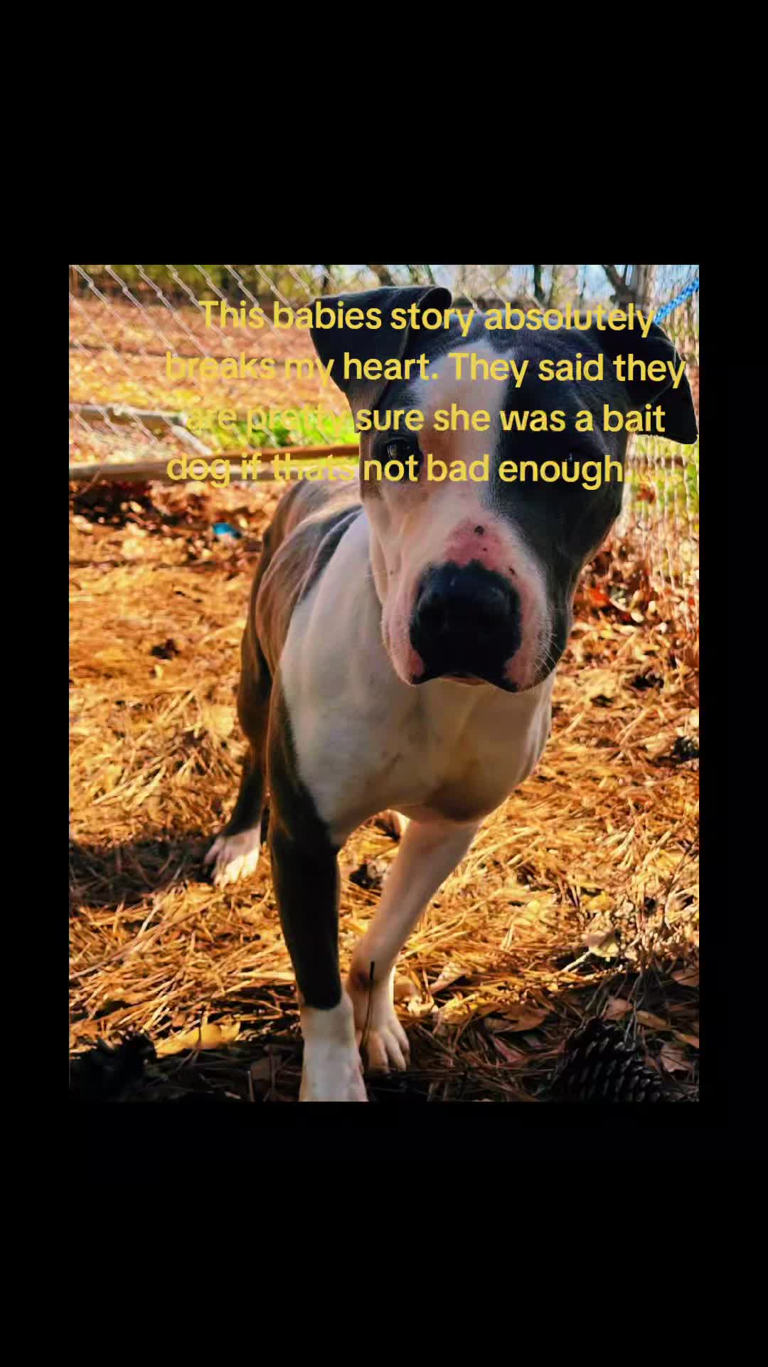 @dachshundclowning