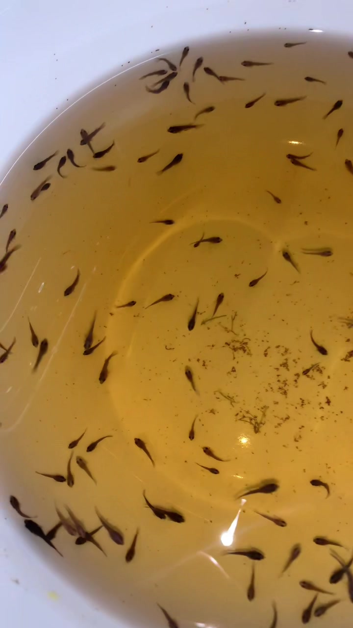 @HCw Betta