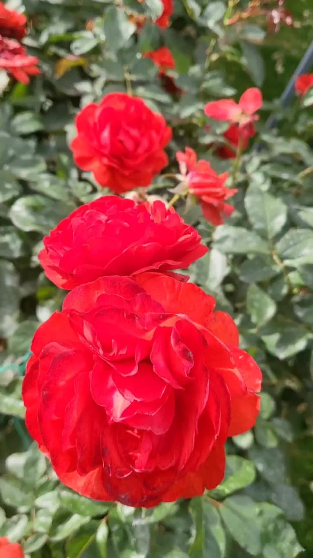 @perfumepunk