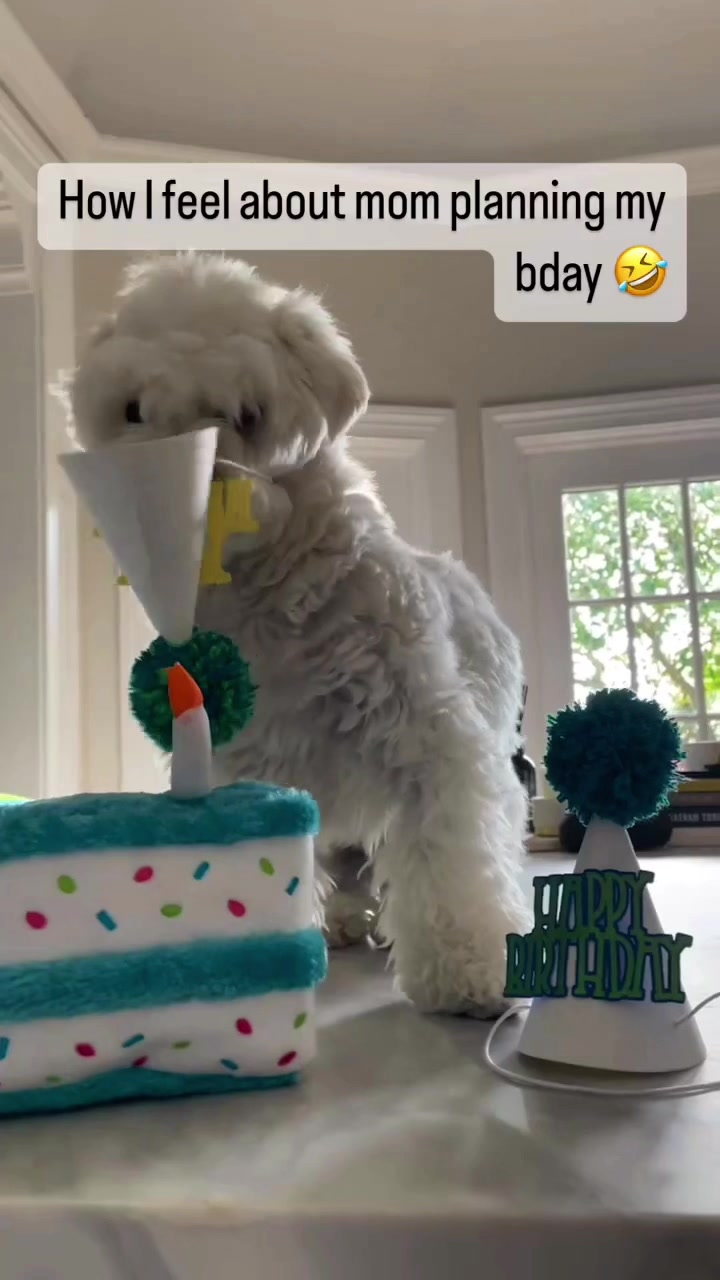 @Cloud the Dog
