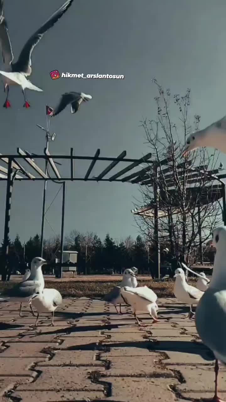 @hikmet