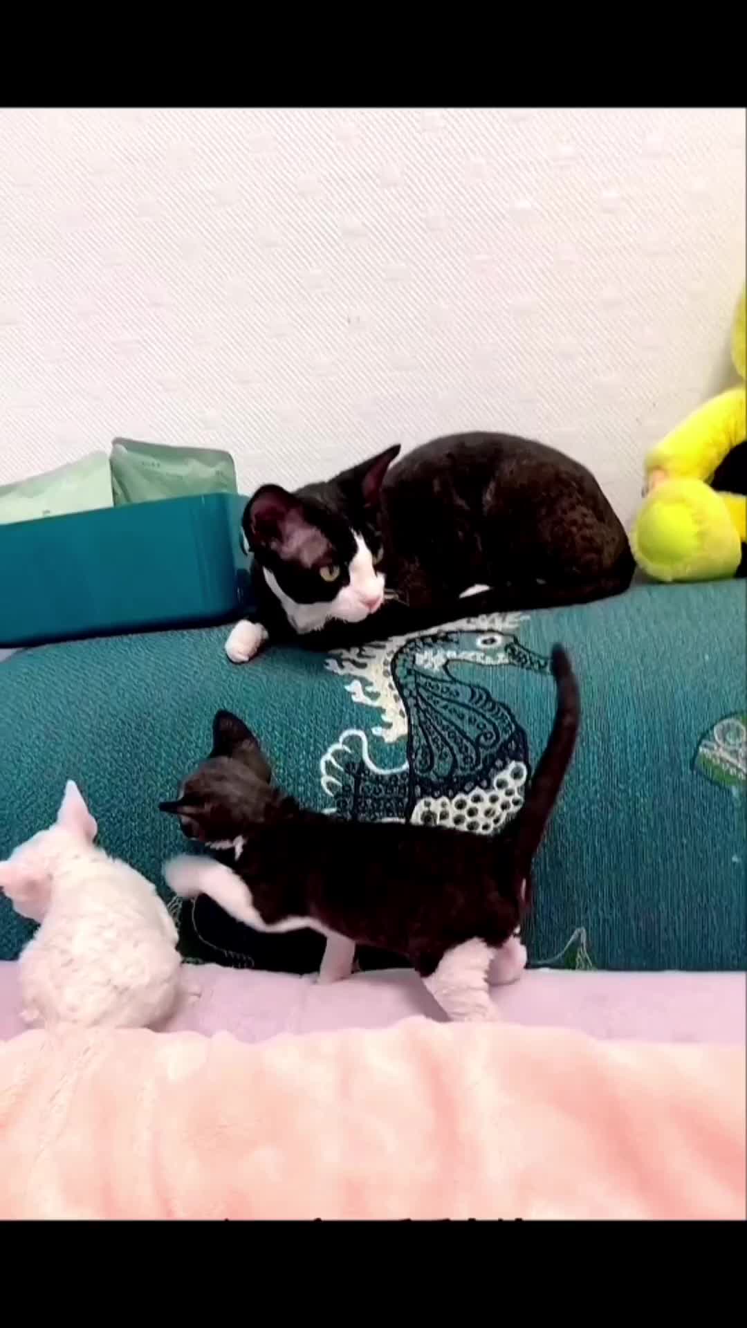 @Mr.Cat