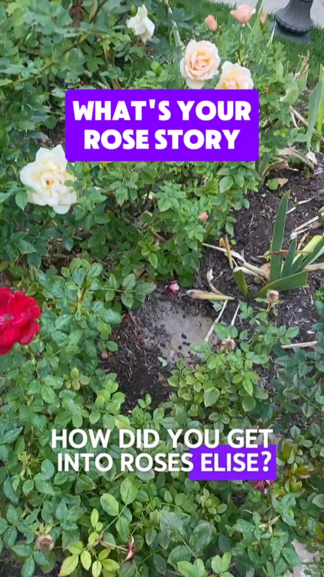 @perfumepunk