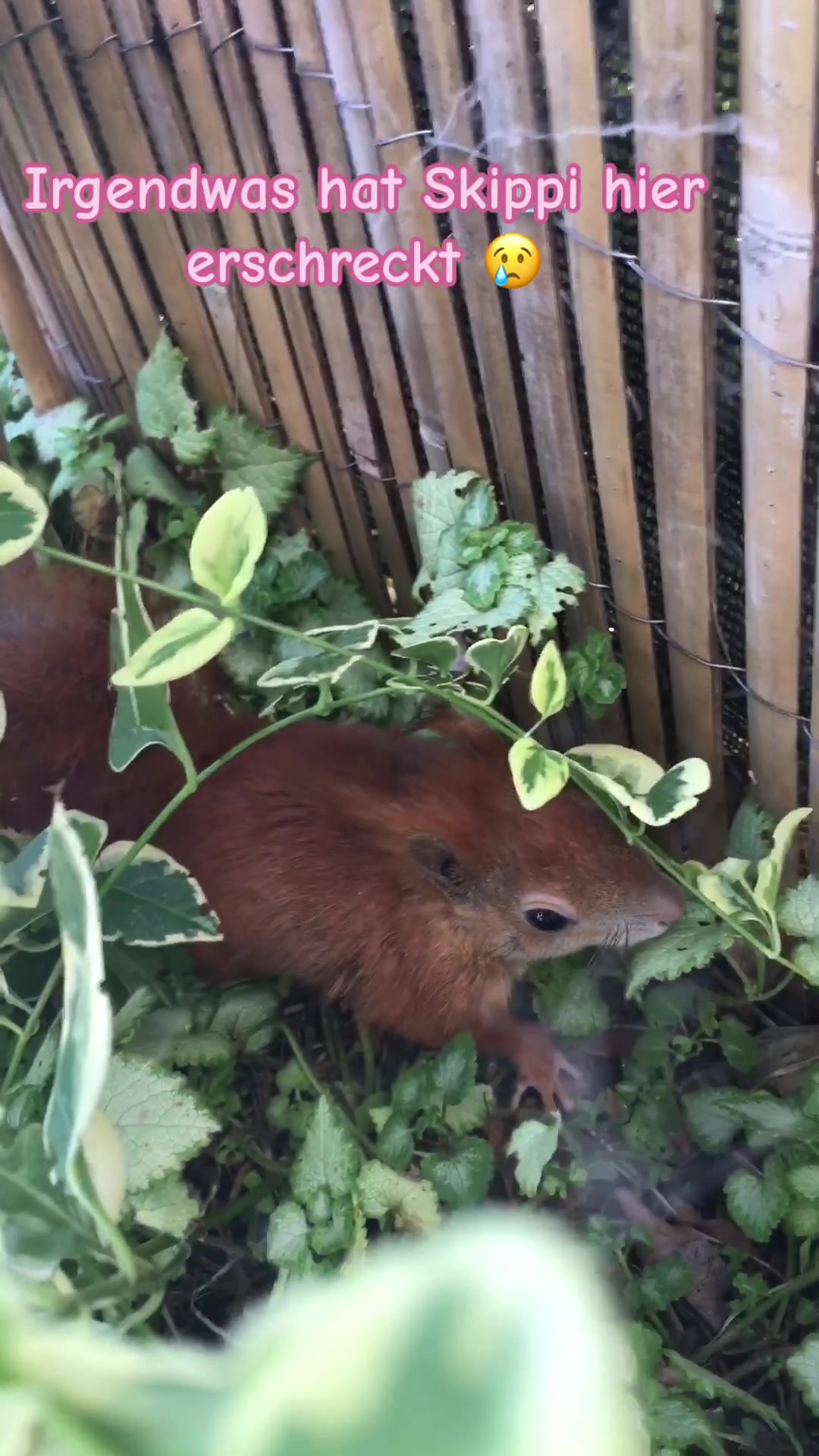 @Jenny&Skippi🐿️ TeamV🐿️u🦔🏰