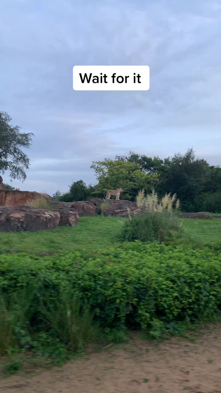 @rvingtodisney