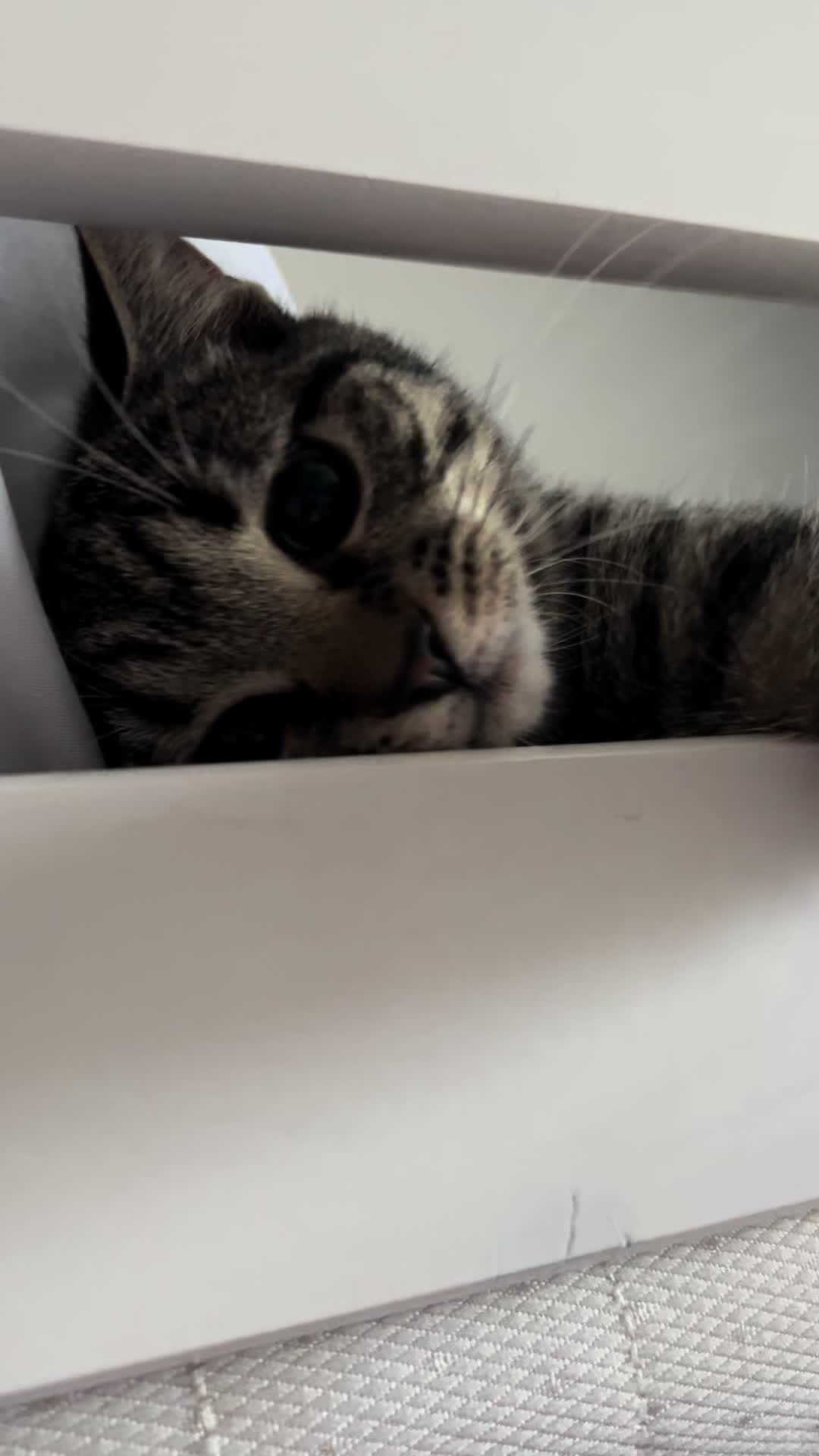 @Kate the cat Sitter 😺