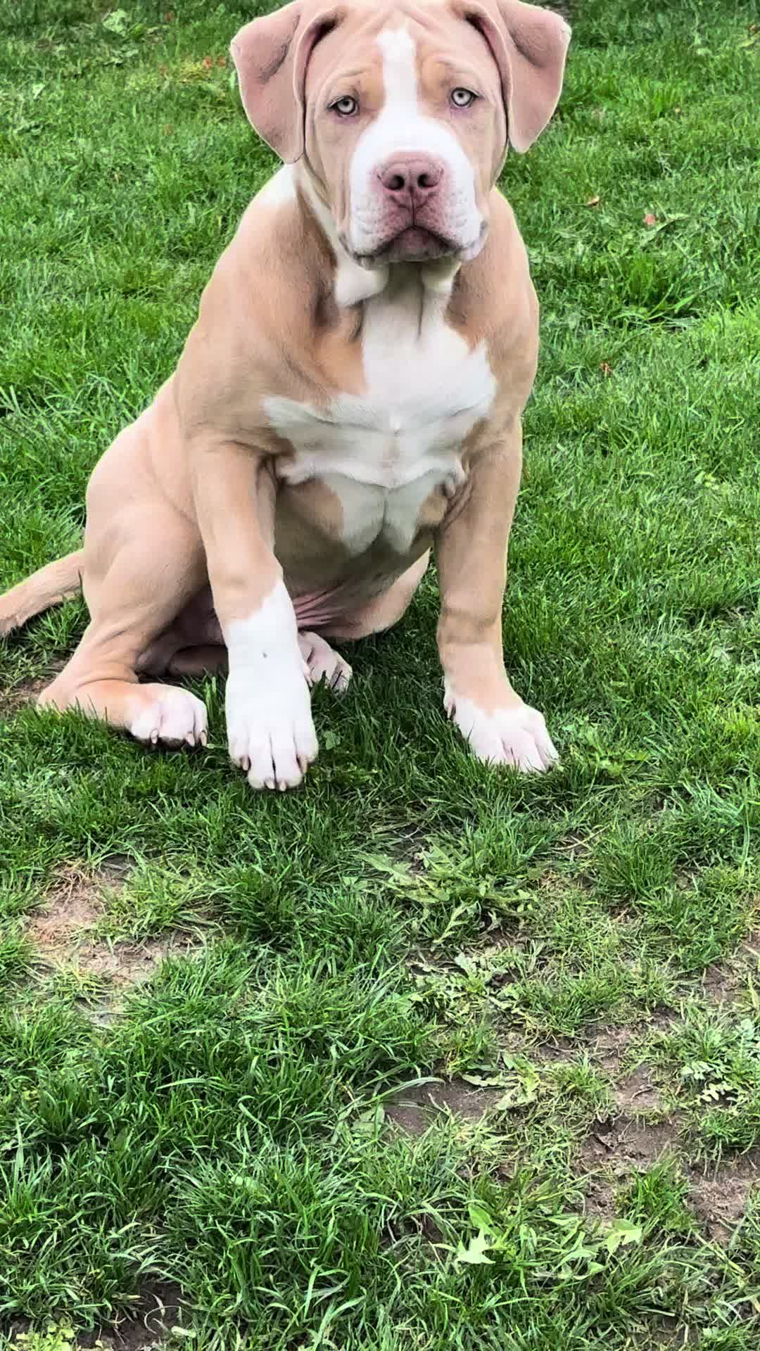 @Balder.Bulls.Kennel