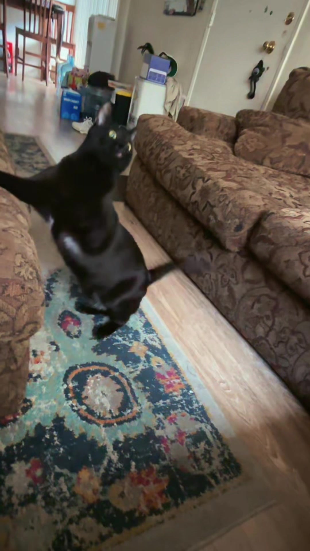 @CHARMANDER THE CAT!!