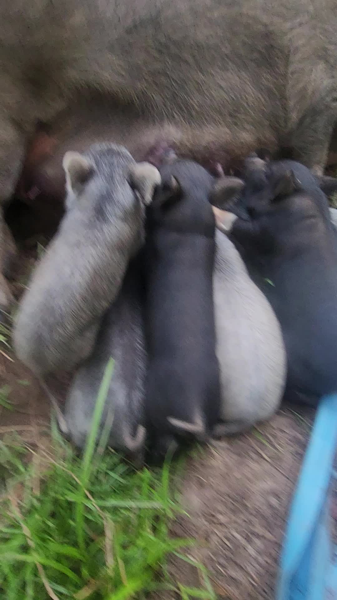 @MistythevLlamahowtos