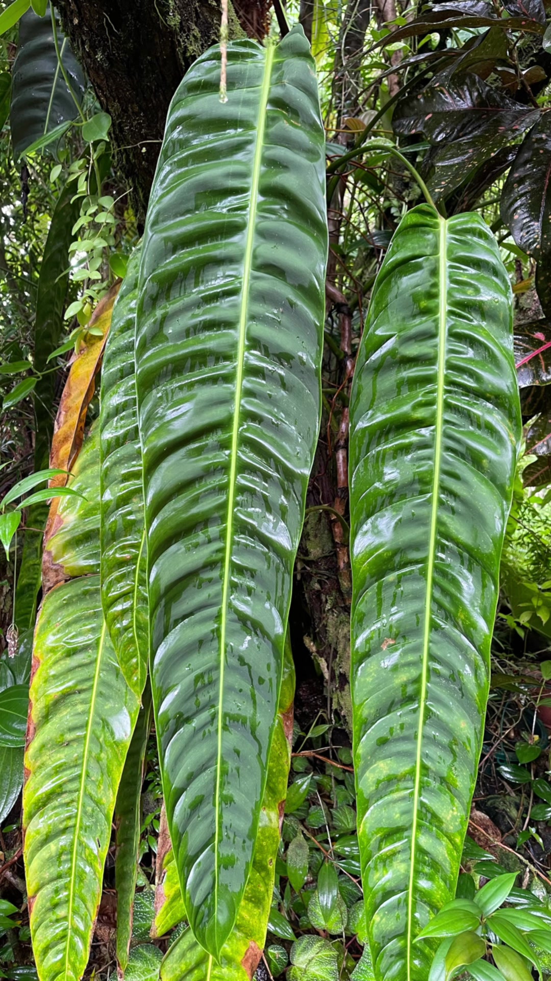 @Just_fishandplants