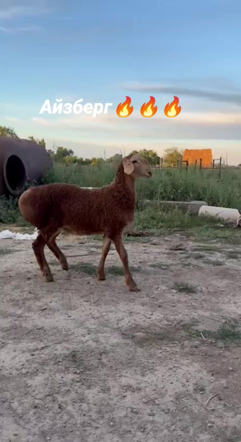@Рахат