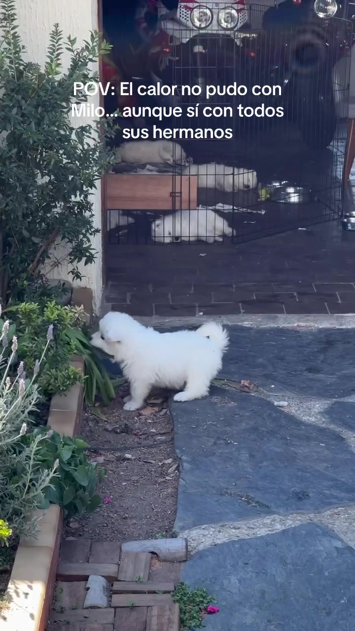 @Milo_theSamoyed