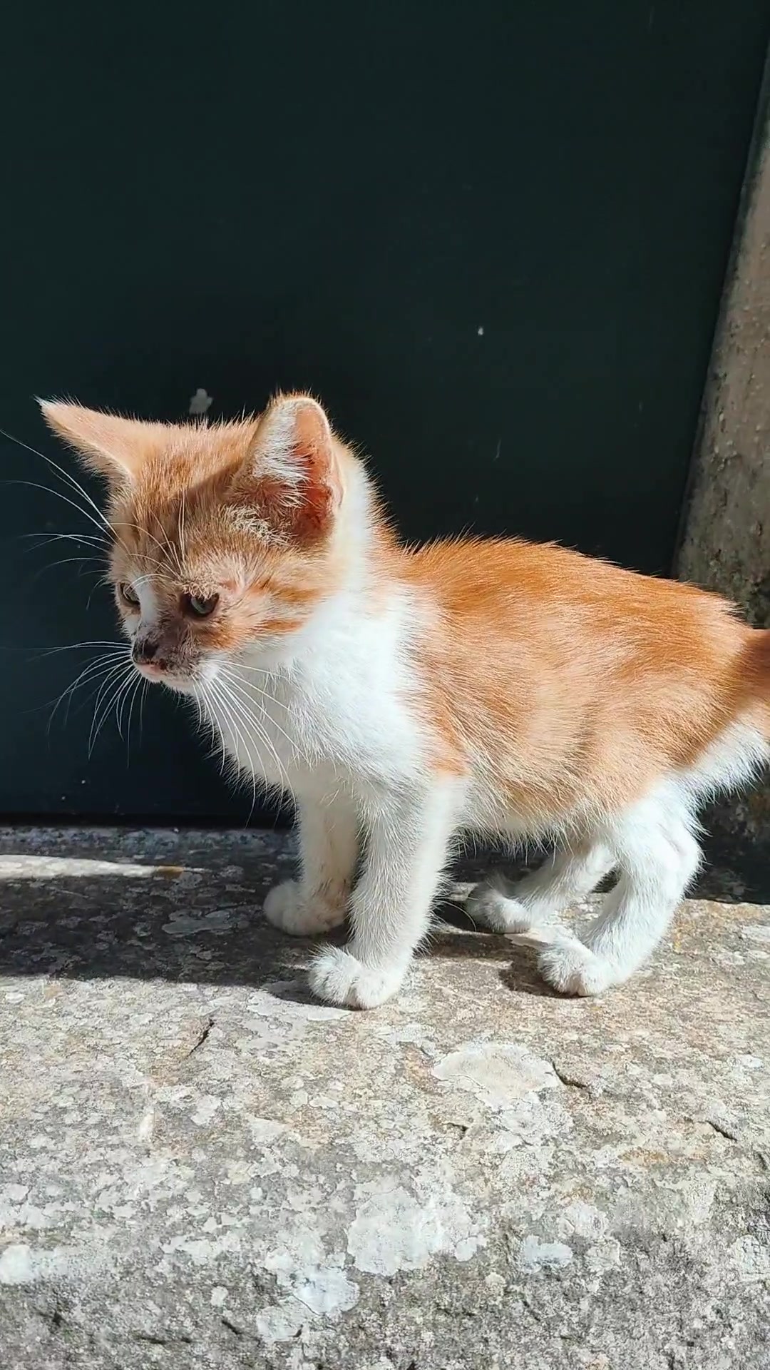 @Richard the Bengal cat