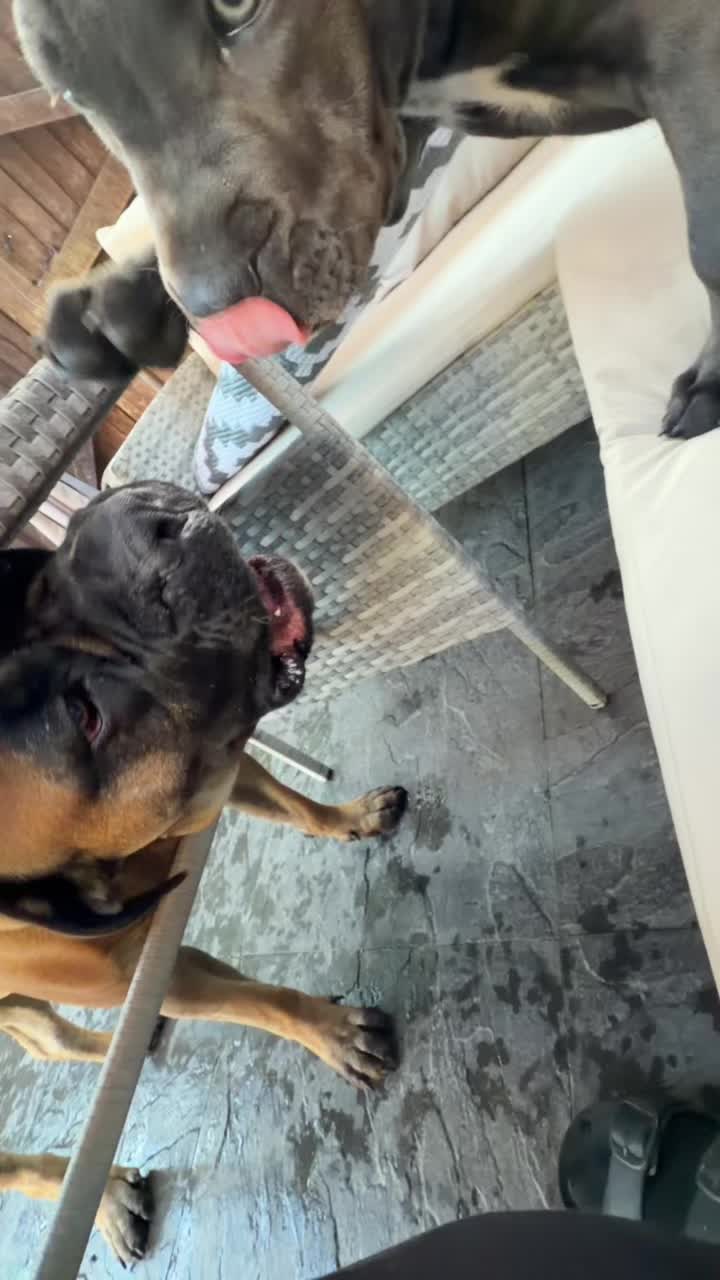 @Cane Corso PatoSquad