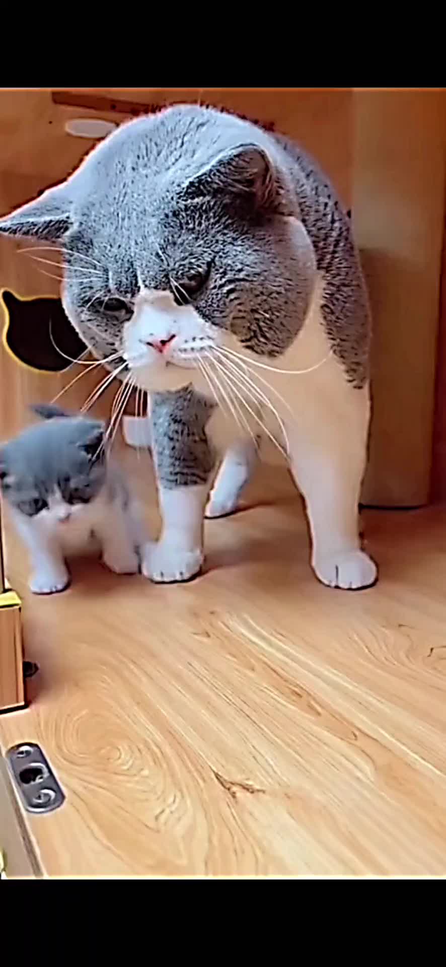 @PET CAT DOG
