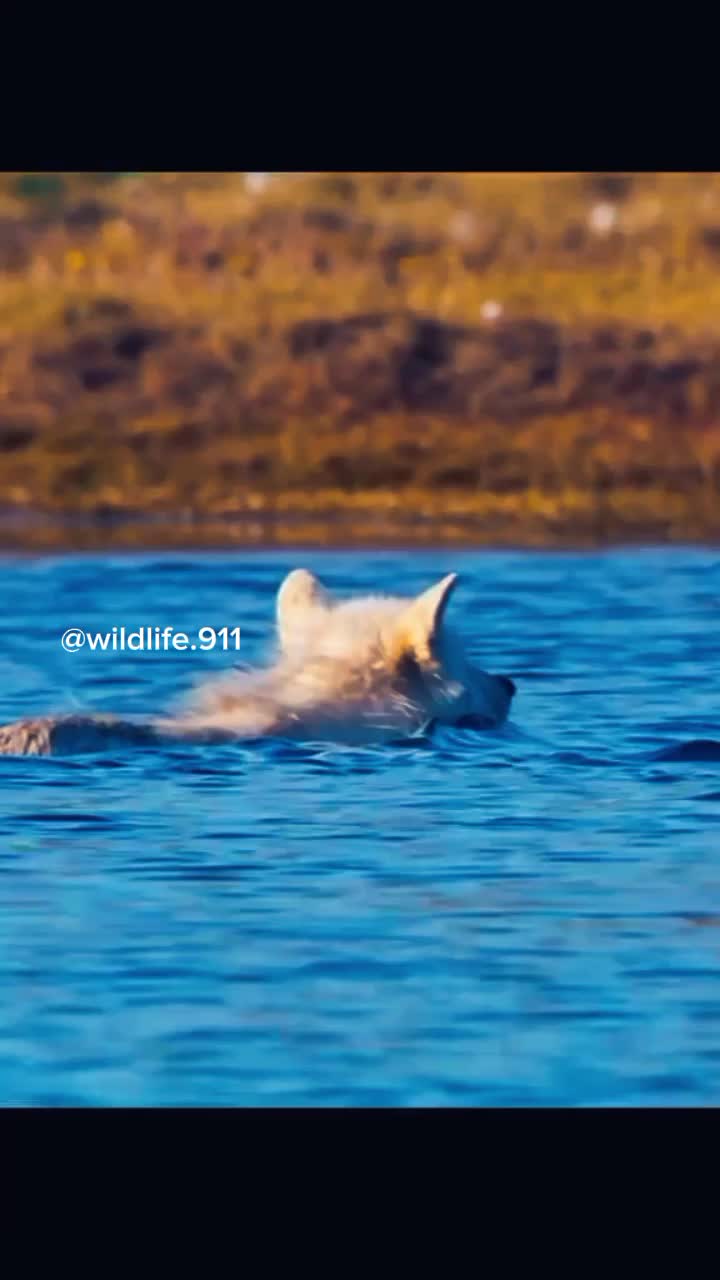 @Top Animals