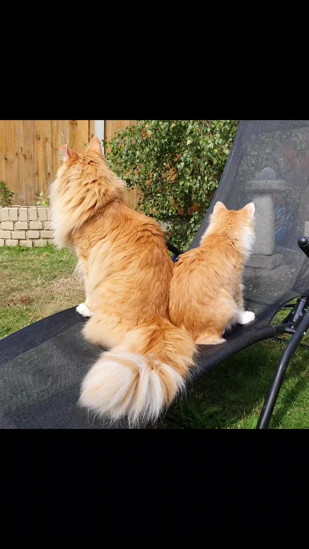 @Odintheforestcat