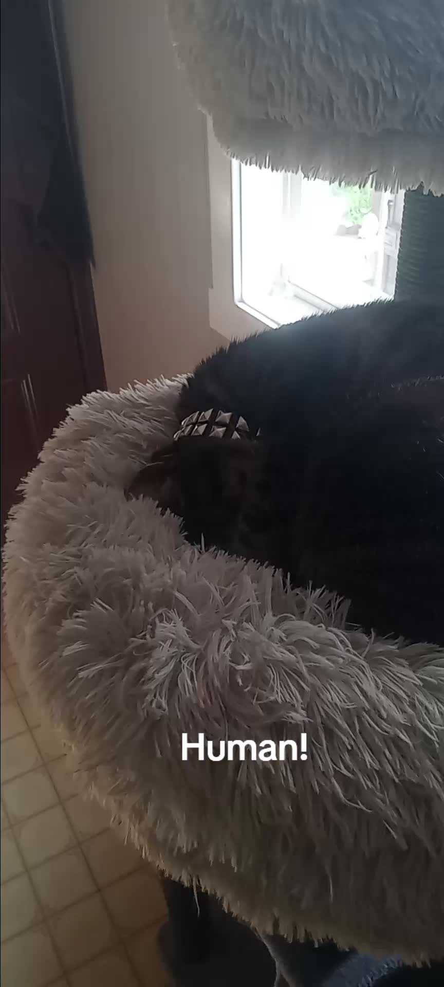 @Relaxcat_Tigerjames