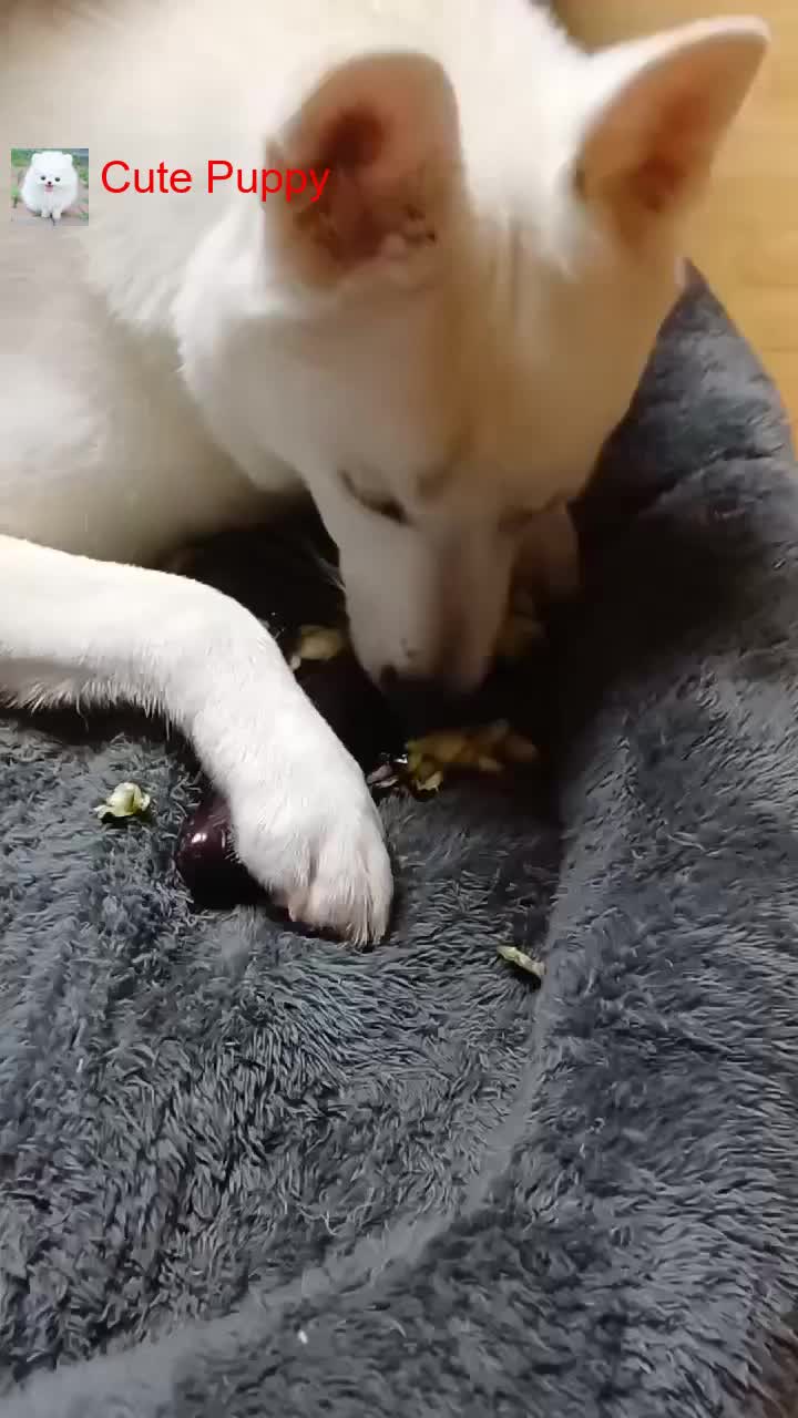@Cute_Puppy_01