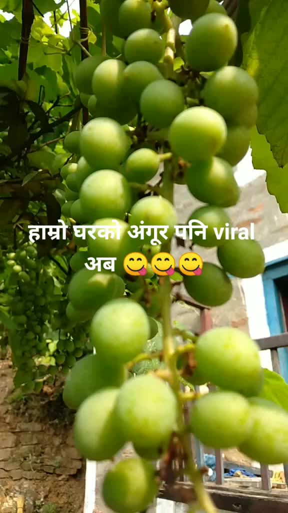 @shobhabudhathoki22