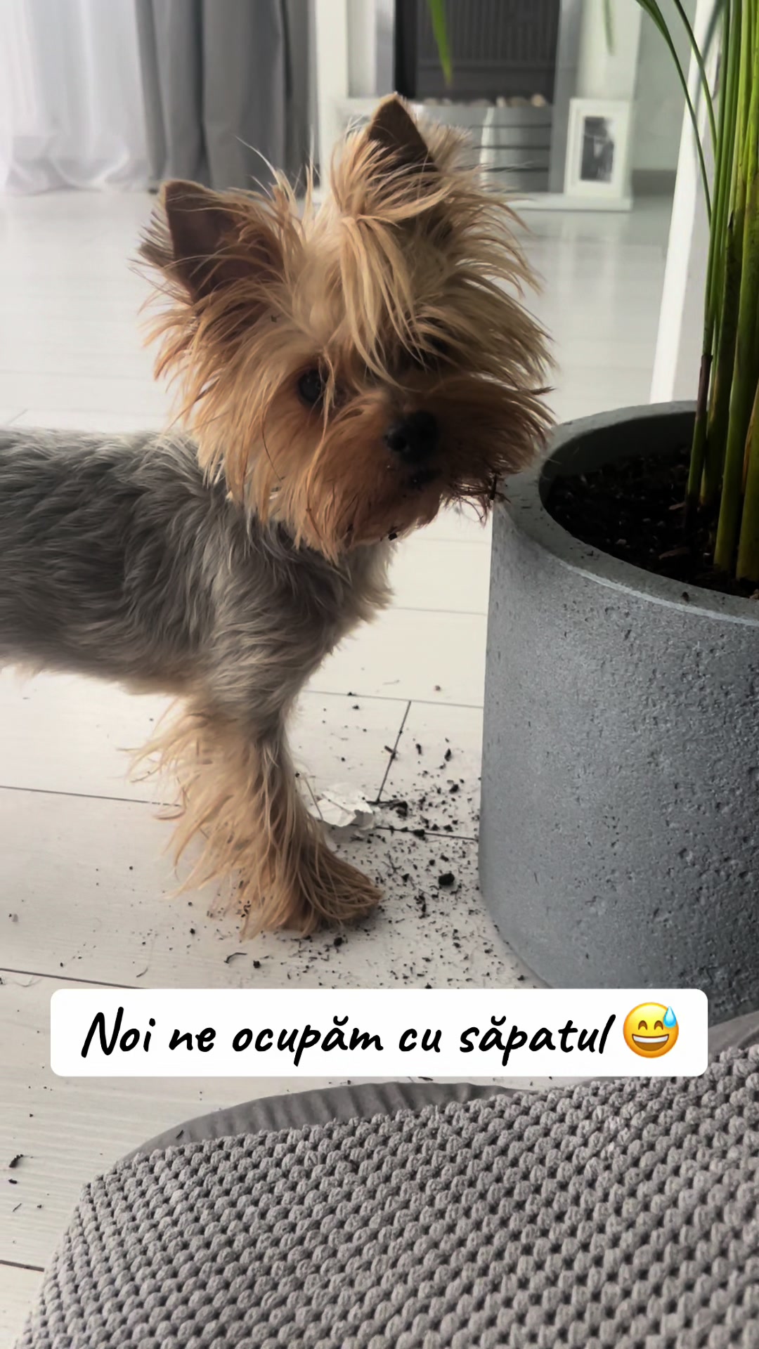 @Chicago & Tokyo | The Yorkies
