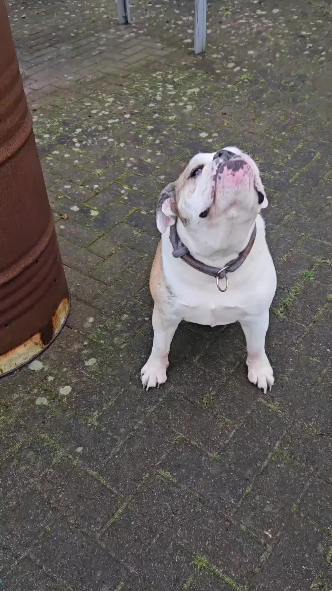 @💞Bollerschwein Mami💞