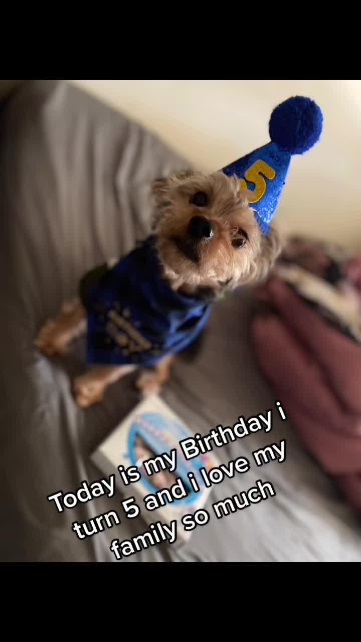 @GucciAndMiMiTheGreatYorkies