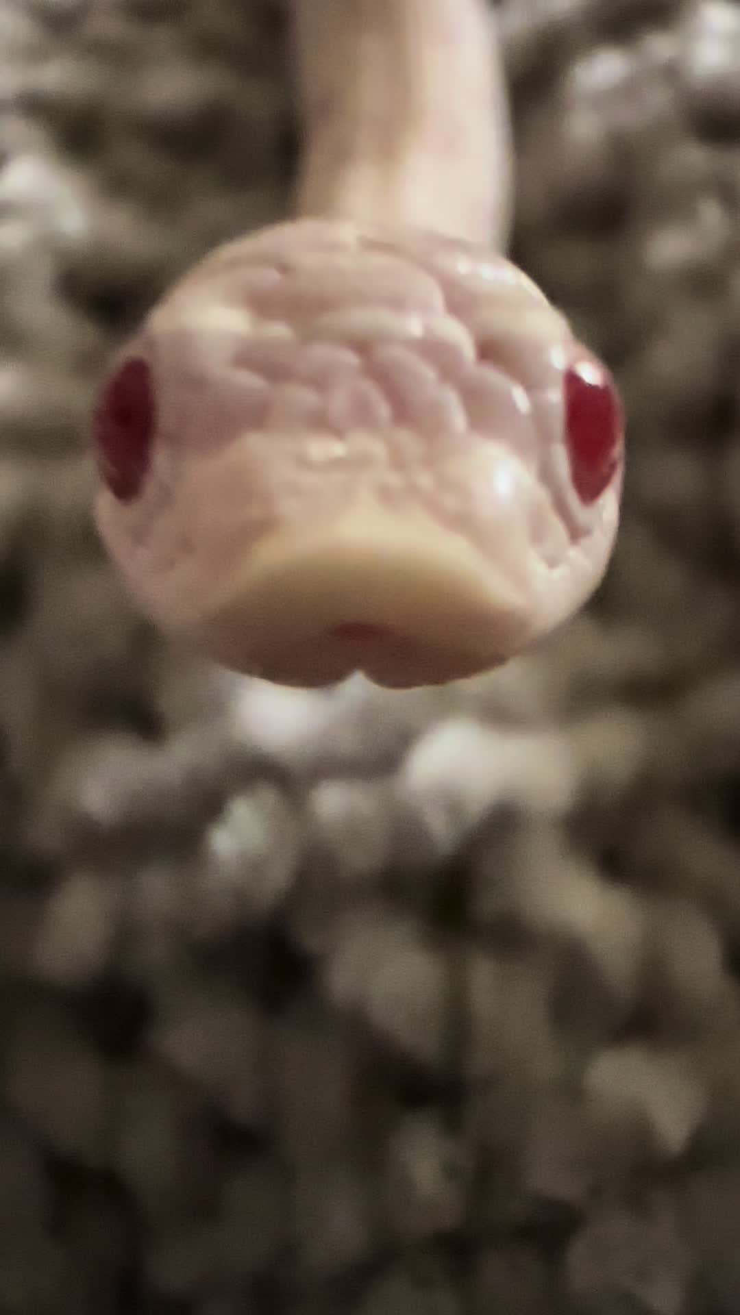 @Repti.snoot
