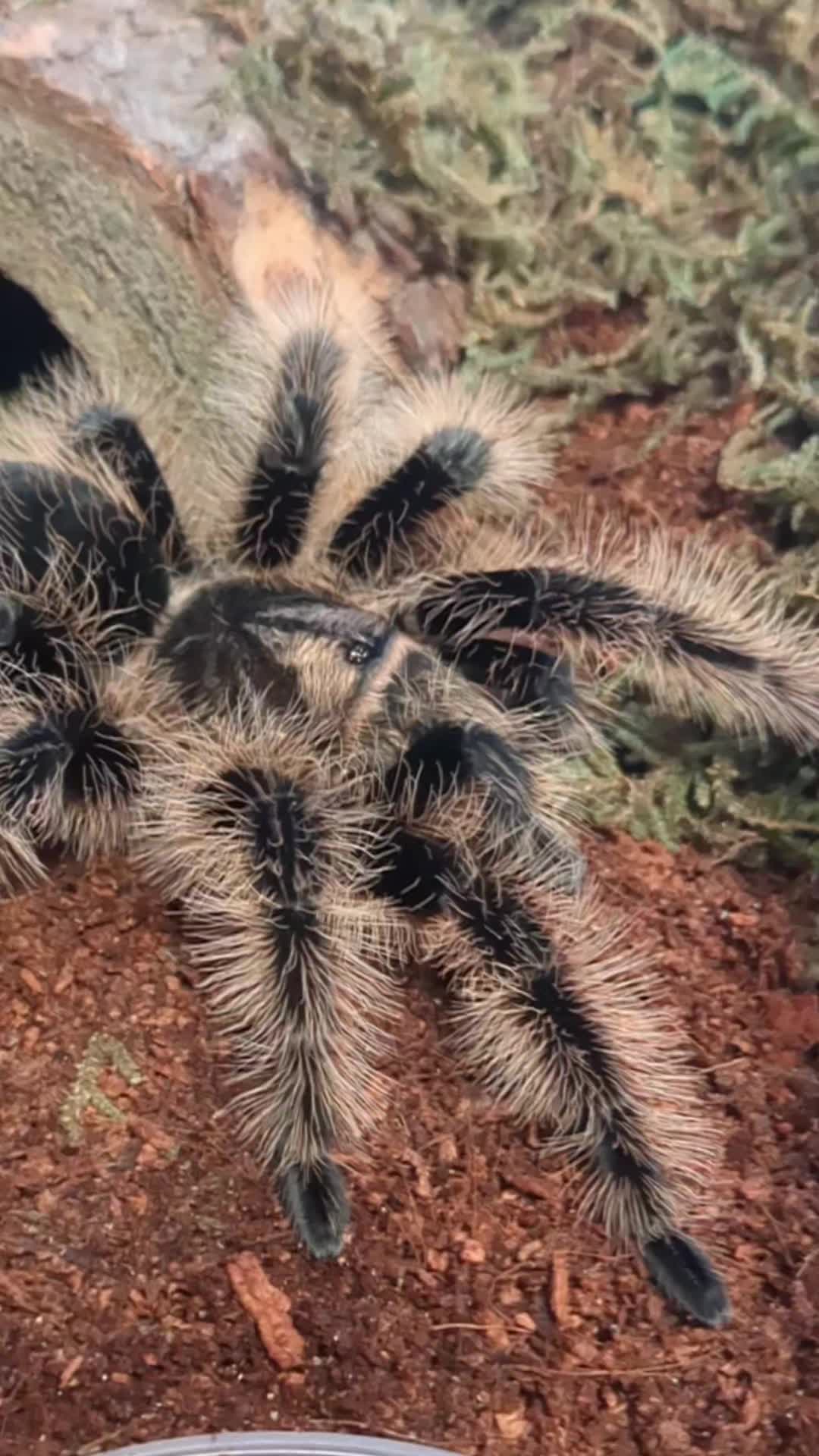 @Eryri Exotics