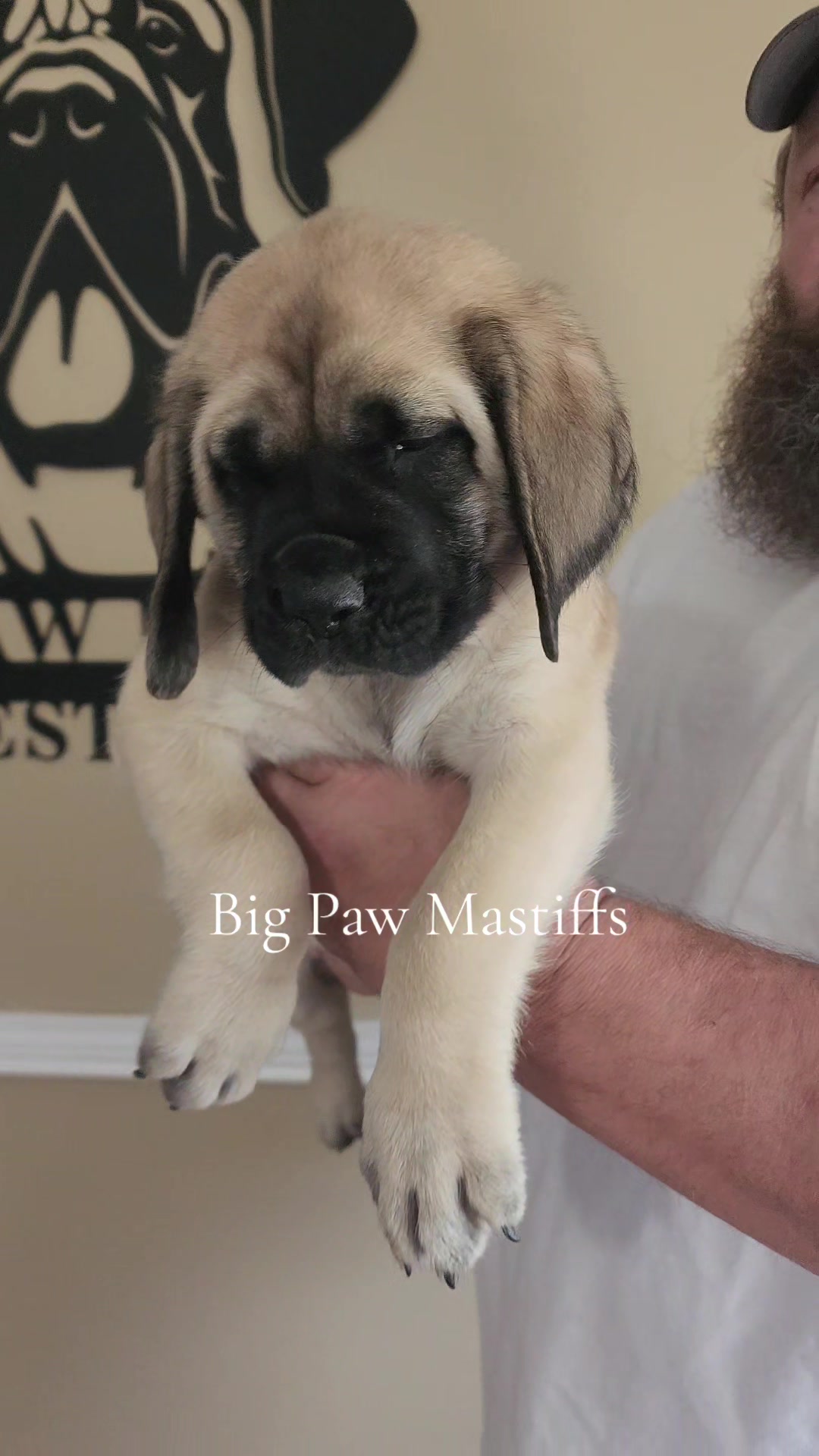 @Big Paw Mastiffs