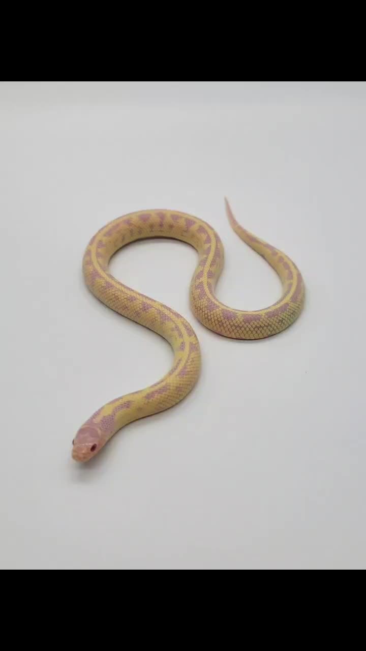 @TheReptileCompanyofWisconsin