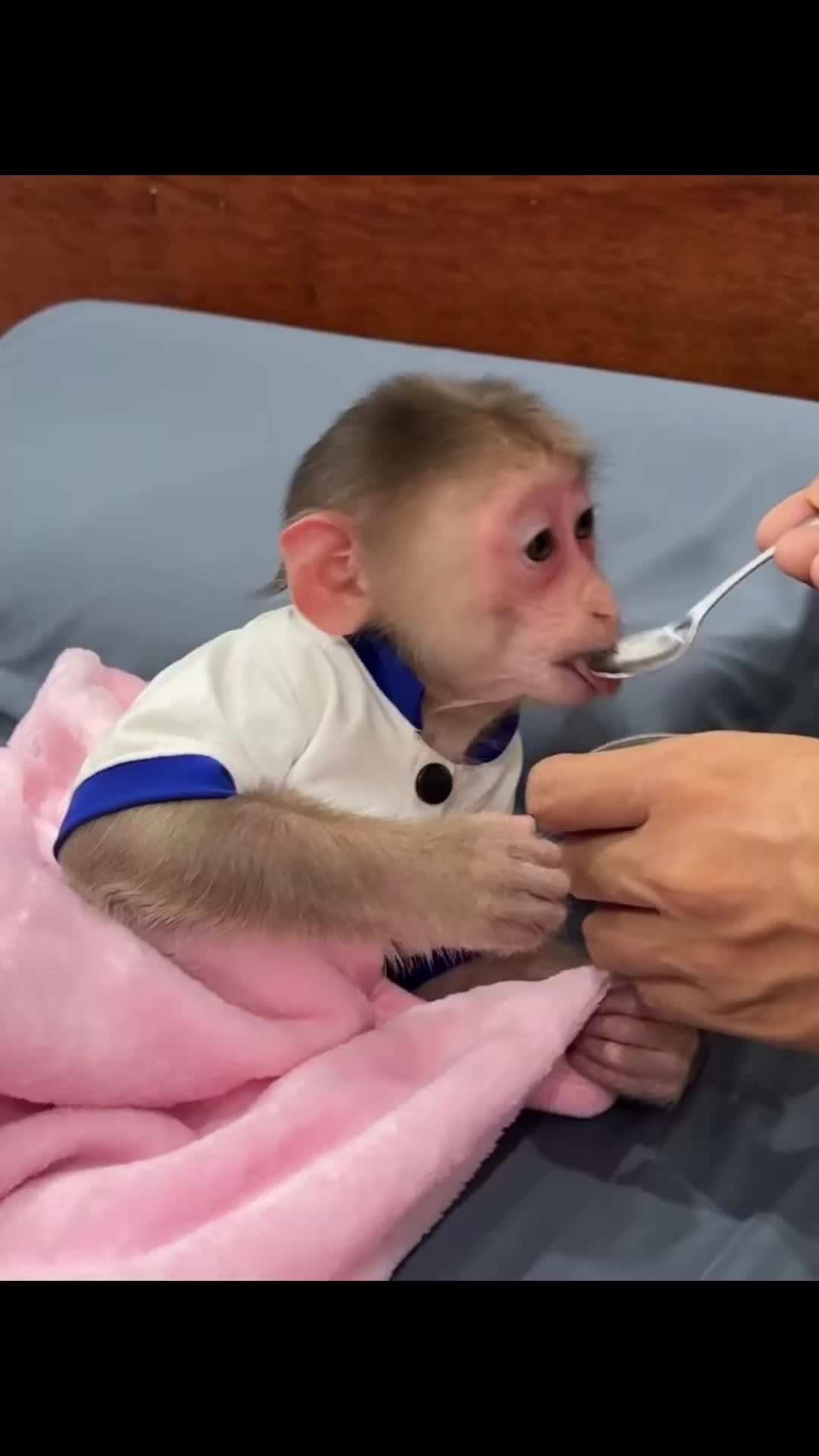 @Cute monkey