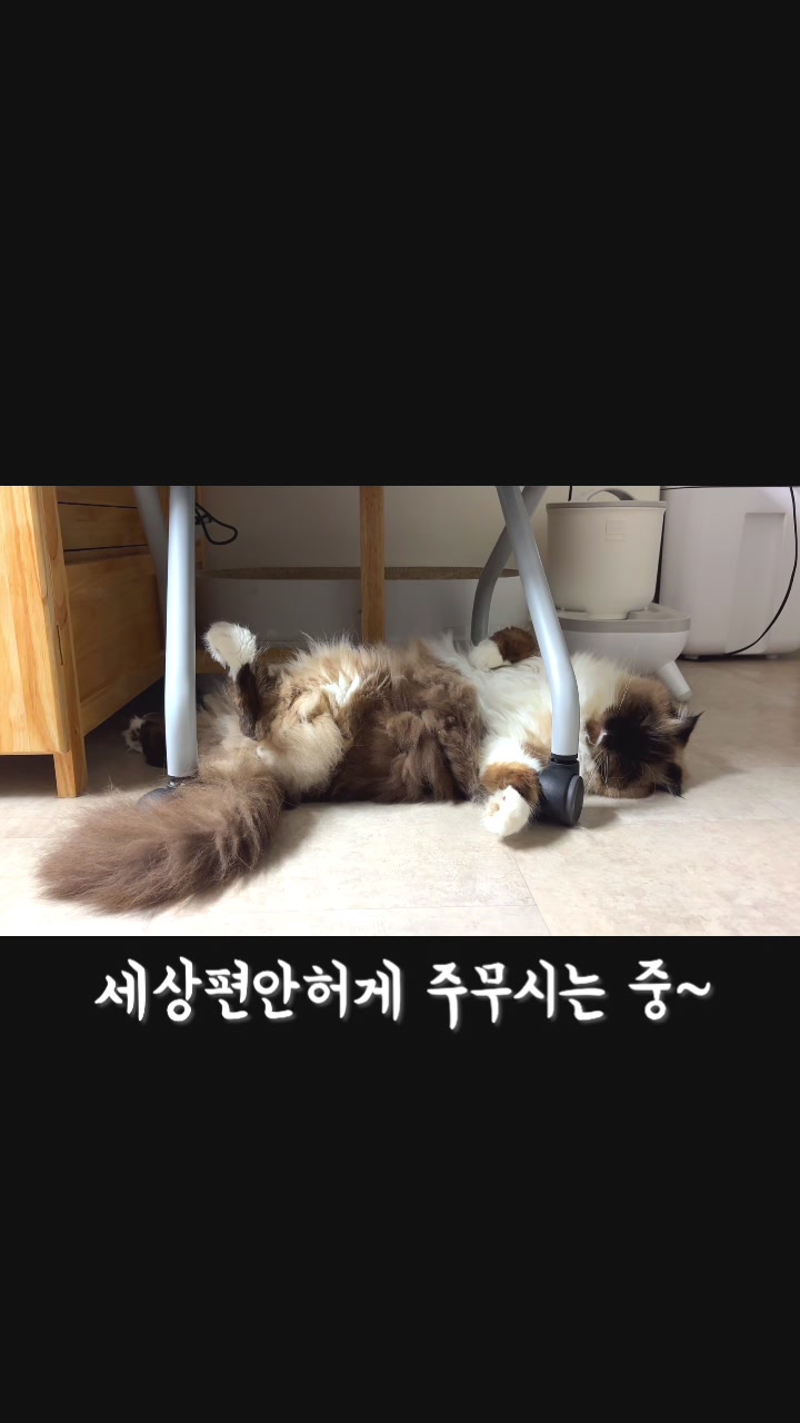 @4냥인생 Hunt 4 Life