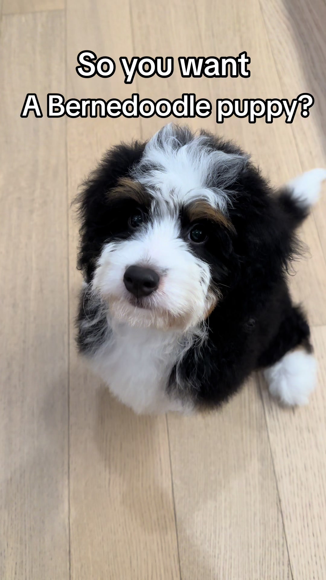 @PuppyPoppyfamily