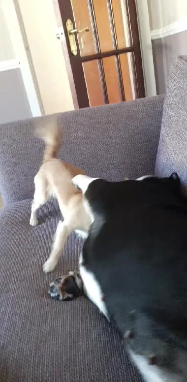 @threedogsanjenny