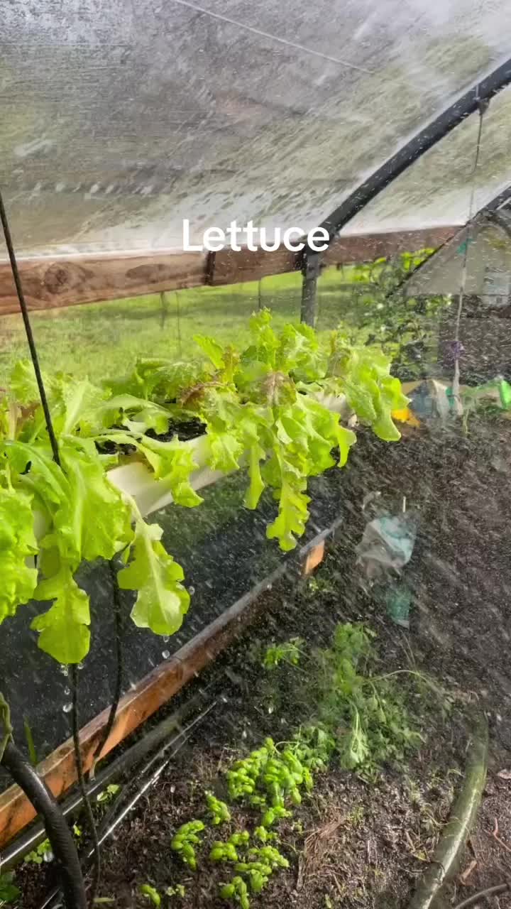 @kumuainafarms