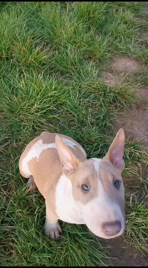 @Mini Bull Terriers from Hell
