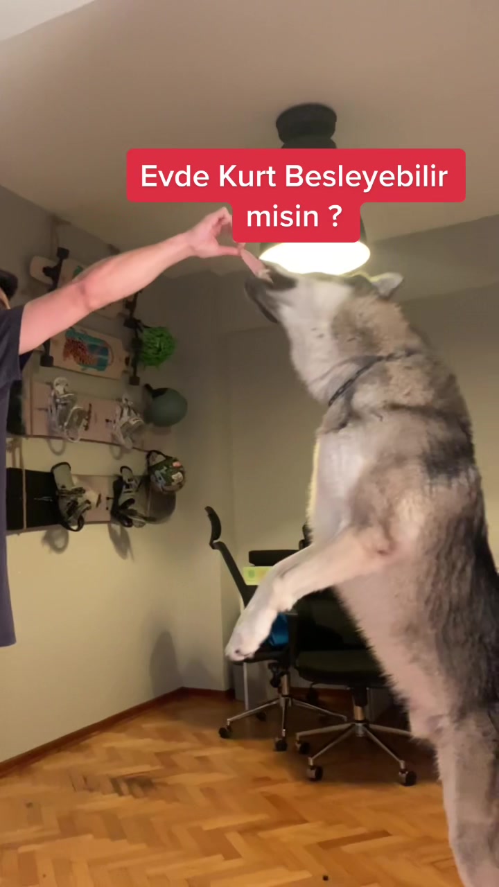 @Niko Aslaner