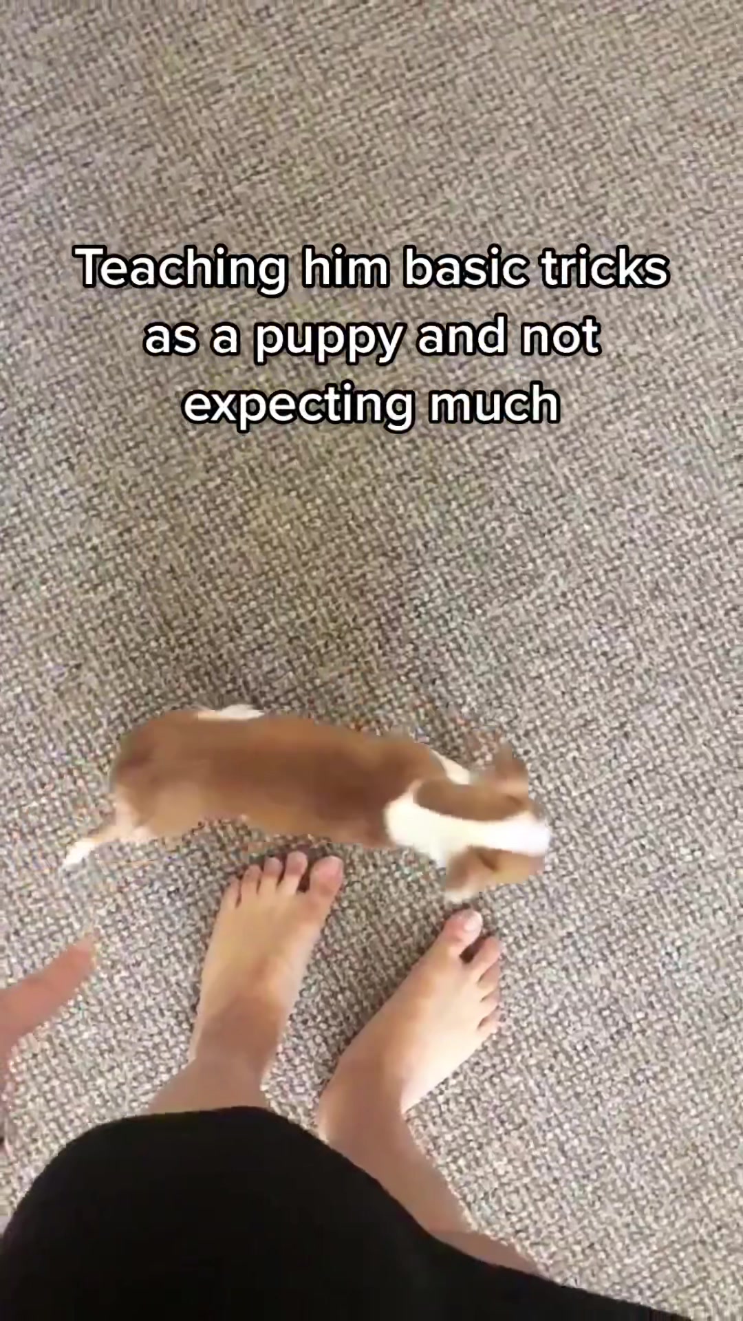 @jackrussellsquared