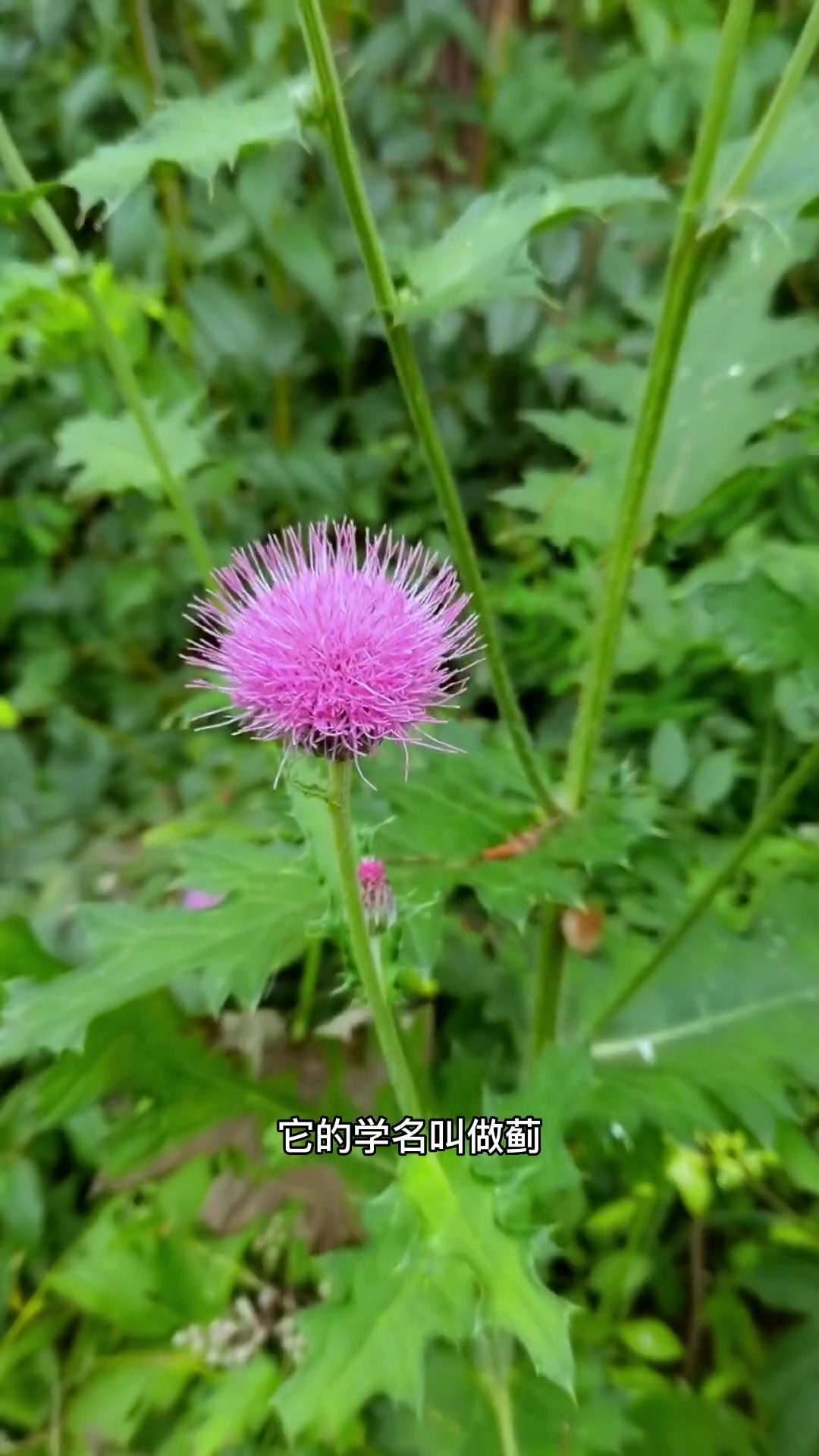 @laotang中医世家