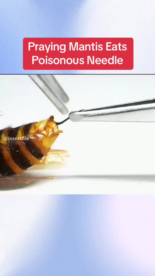 @InsectFlix