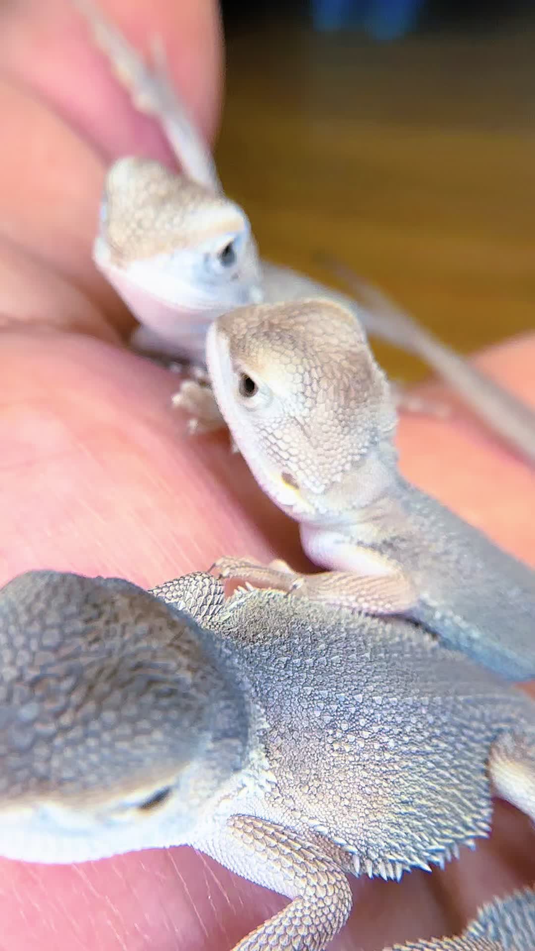 @reptile_garage