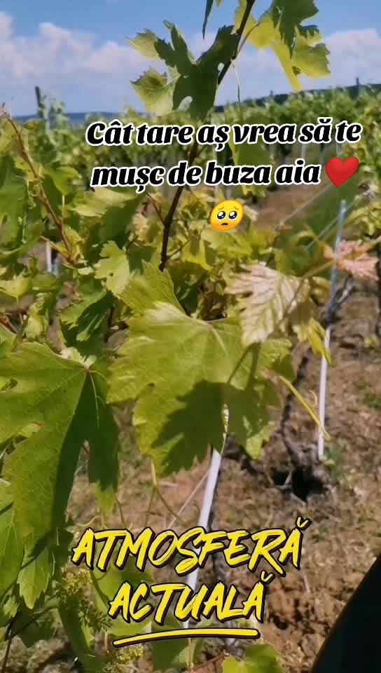@alin_silviu