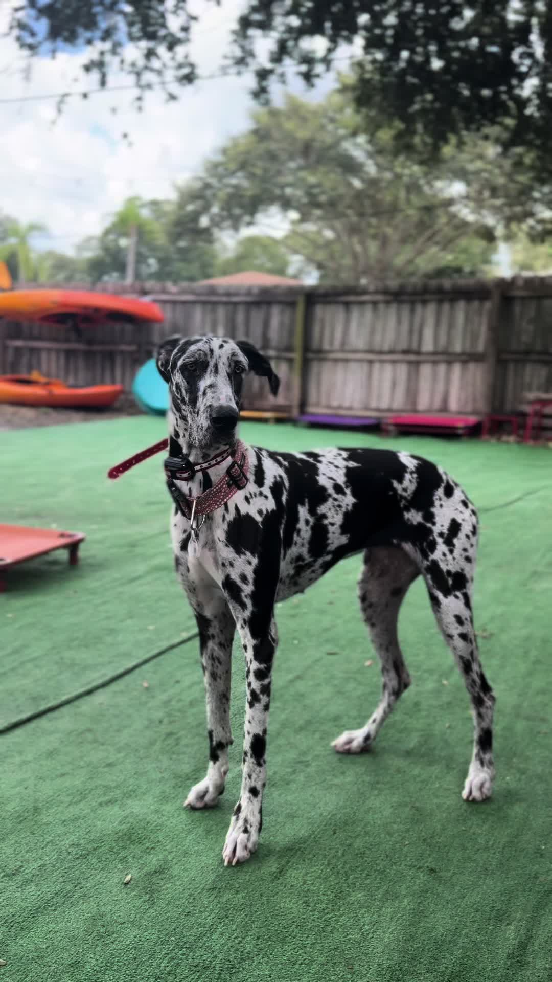 @balancedcanineacademy