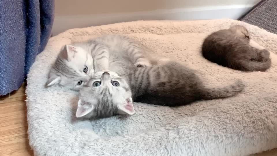 @Yuliandcats