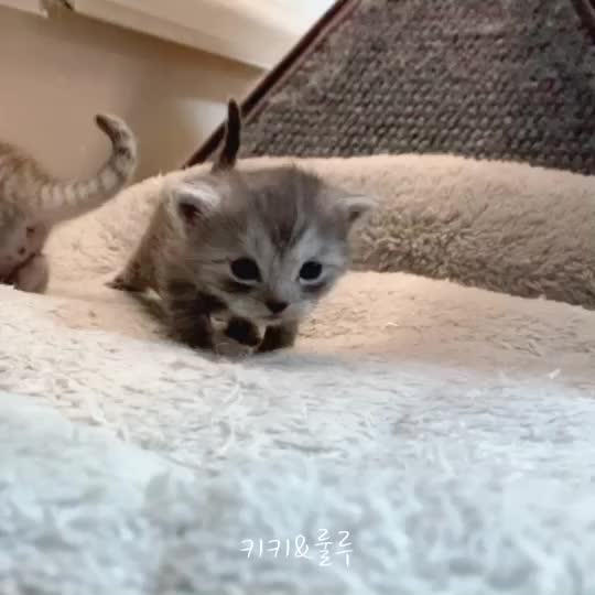 @Yuliandcats