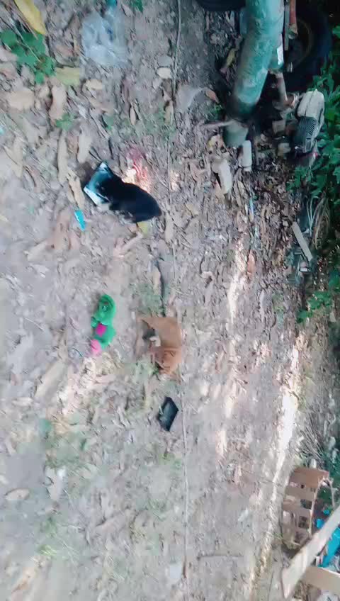 @น้องชมพู่